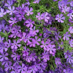 Phlox x Violet Pinwheels