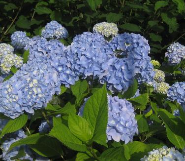 Hydrangea macrophylla 'Nikko Blue' - Bigleaf Hydrangea