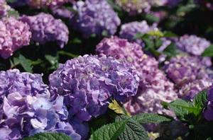 Hydrangea macrophylla BloomStruck®