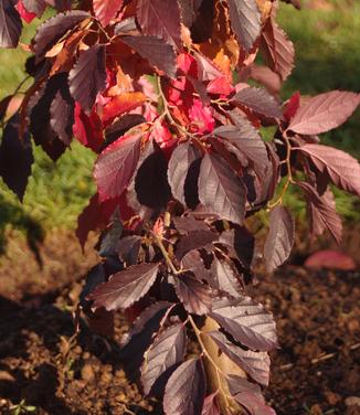 Parrotia subaequalis