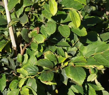 Parrotia subaequalis