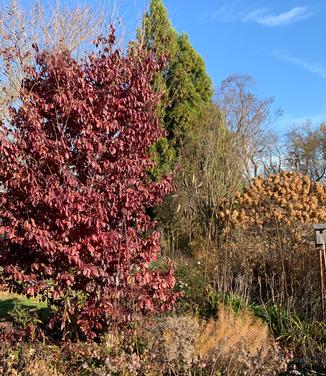 Parrotia subaequalis