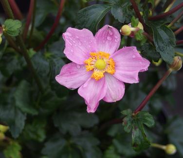 Anemone x hybrida Fantasy Cinderella