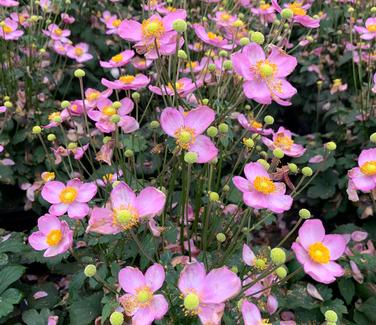 Anemone x hybrida Fantasy Cinderella