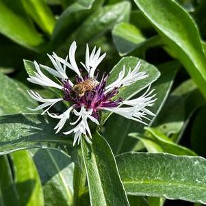 Centaurea montana Amethyst in Snow