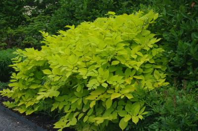 Aralia cordata 'Sun King' @ Maine Bot Garden