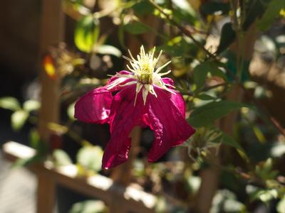 Clematis viticella Madame Julia Correvon