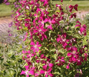 Clematis viticella Madame Julia Correvon