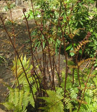 Dryopteris erythrosora Brilliance (@ National Arb)