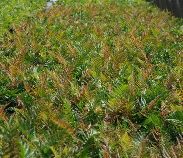 Dryopteris erythrosora Brilliance