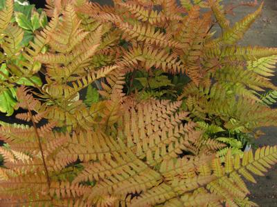 Dryopteris erythrosora Brilliance