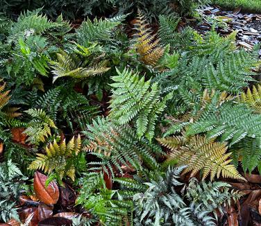 Dryopteris erythrosora Brilliance™- Autumn Fern from Pleasant Run Nursery