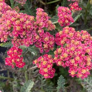 Achillea millefolium Sassy Summer Sangria