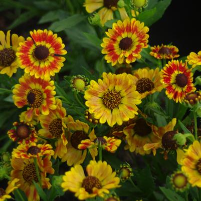 Helenium autumnale Mariachi™ 'Fuego'