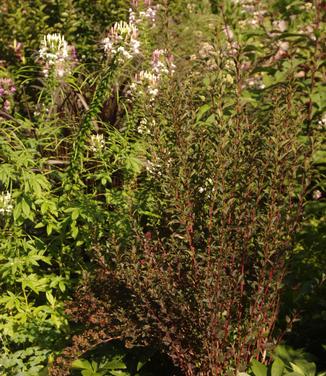 Physocarpus opulifolius Tiny Wine (Scott Arb)