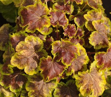 Heucherella Solar Eclipse