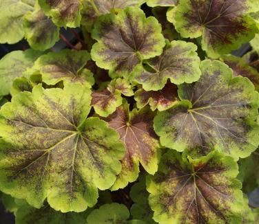 xHeucherella Solar Eclipse