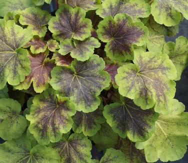 xHeucherella Solar Eclipse (@ Plant Delights)