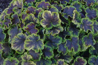 xHeucherella Solar Eclipse (@ Plant Delights)