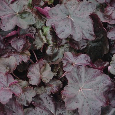 Heuchera x Obsidian