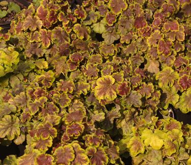 xHeucherella Solar Eclipse