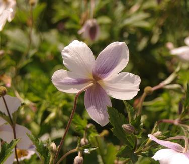 Anemone x Wild Swan