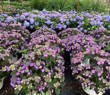 Hydrangea serrata 'Tuff Stuff' - Sawtooth Hydrangea from Pleasant Run Nursery