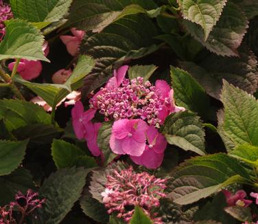 Hydrangea serrata Tuff Stuff