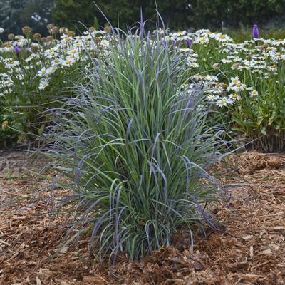 Schizachyrium scoparium Twilight Zone (Walters Gardens)