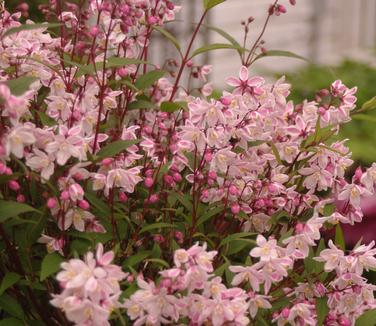 Deutzia x rosea Nikko Blush 