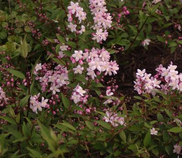 Deutzia x rosea Nikko Blush (& UDel)