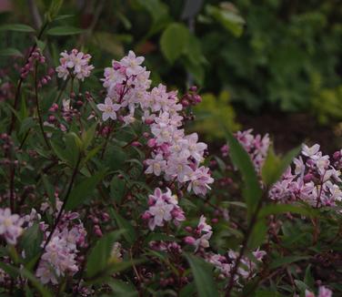 Deutzia x rosea Nikko Blush (& UDel)