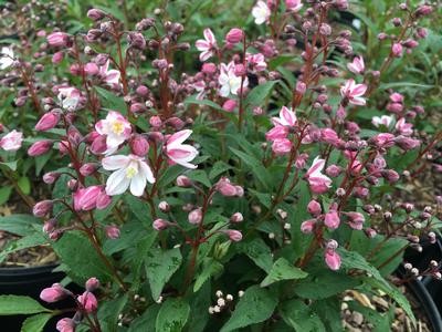 Deutzia x rosea Nikko Blush 