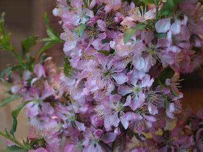 Prunus jacquemontii - Bush Cherry