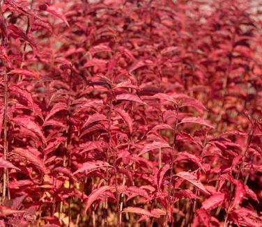 Prunus jacquemontii (fall color)