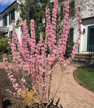 Prunus jacquemontii - Bush Cherry