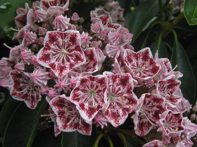 Kalmia latifolia 'Carousel'