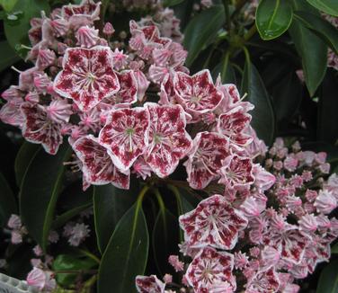 Kalmia latifolia 'Carousel'