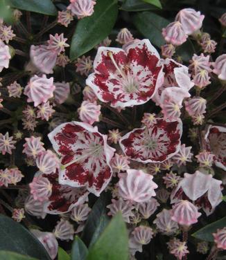 Kalmia latifolia 'Carousel'