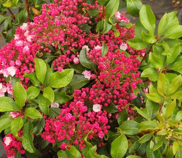 Kalmia latifolia Carol