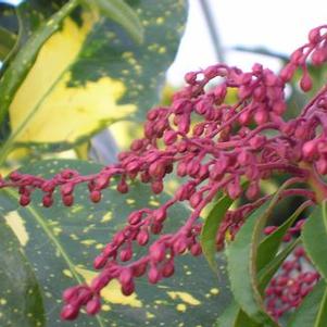 Pieris japonica Dorothy Wycoff