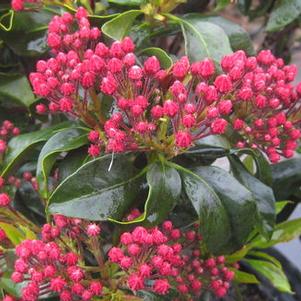 Kalmia latifolia Olympic Fire