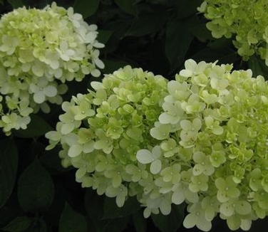 Hydrangea paniculata 'Limelight' - Hardy Hydrangea