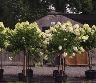 Hydrangea paniculata 'Limelight' -Treeform