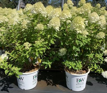 Hydrangea paniculata Limelight - Hardy Hydrangea 