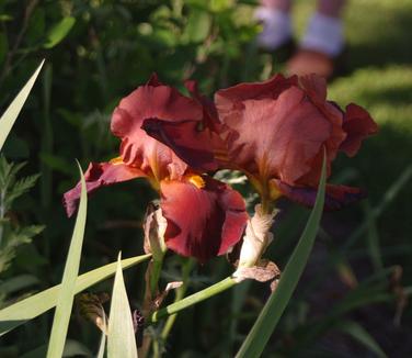 Iris germanica 'War Chief'