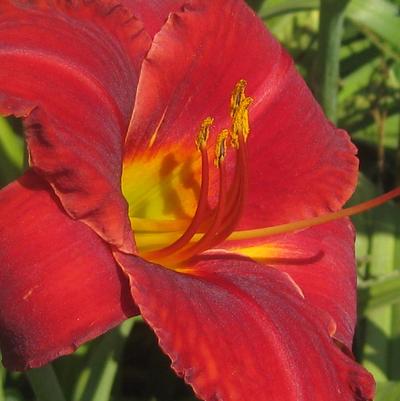 Hemerocallis Chicago Apache