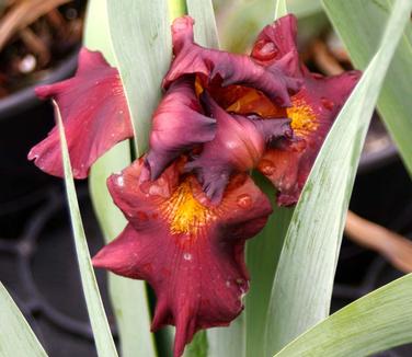 Iris germanica War Chief