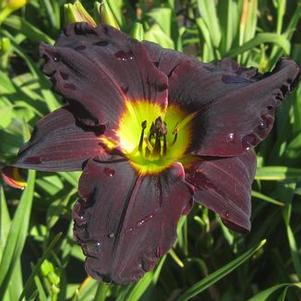 Hemerocallis Jungle Beauty