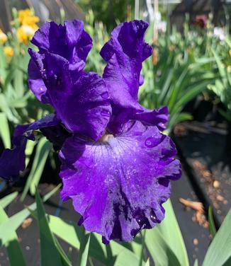Iris germanica 'Superstition' - German Bearded Iris from Pleasant Run Nursery